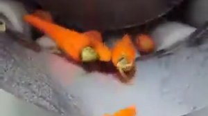 Мойка и очистка моркови, свеклы, картофеля, промышленная линия Vega ST 3000 S