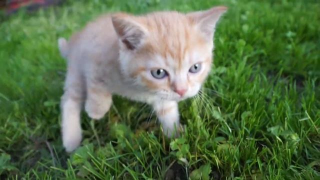 Рыжий-рыжий,конопатый....котенок -метис британской кошки смотреть онлайн