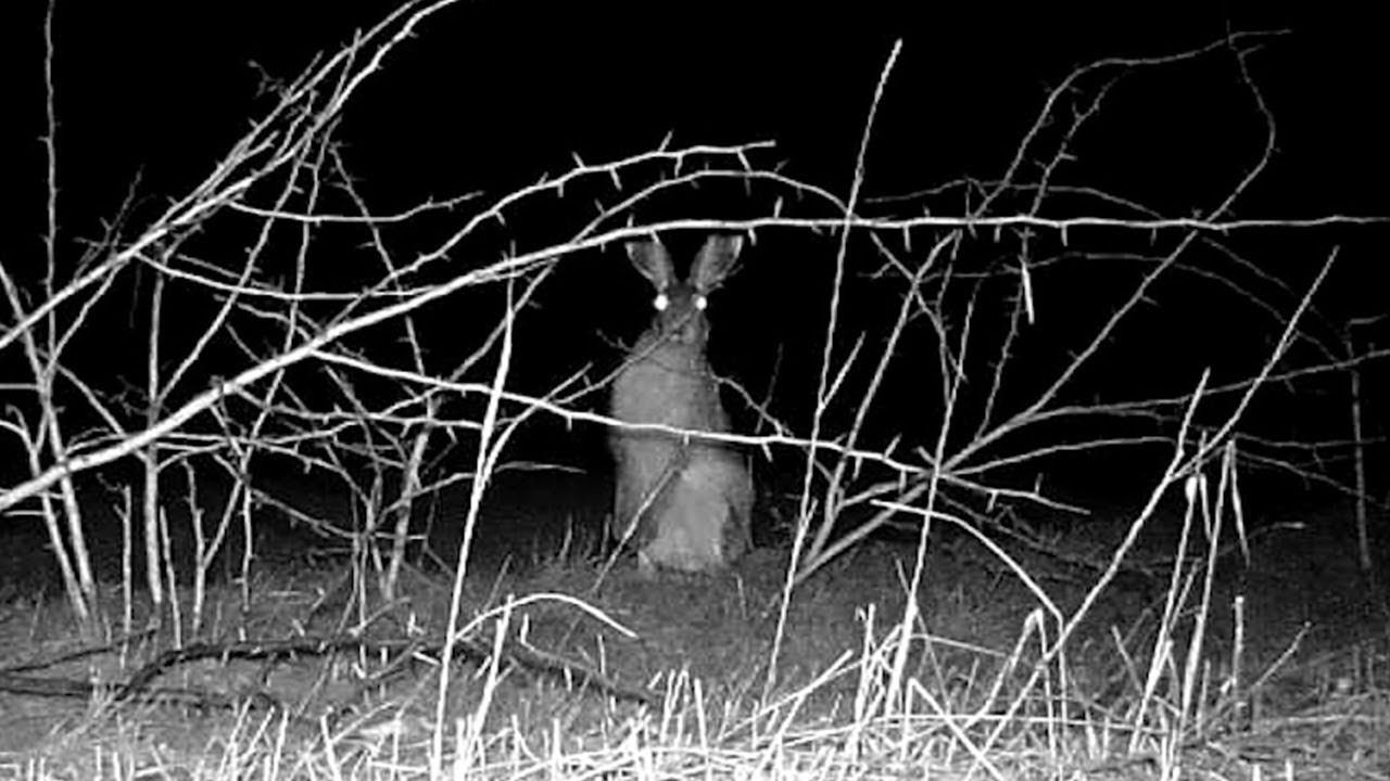 Заяц ночью обгрызает молодую гледичию/ Hare nibbles on a young acacia tree at night смотреть онлайн