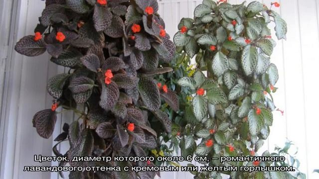 Эписция цветок — виды и сорта комнатного растения смотреть онлайн
