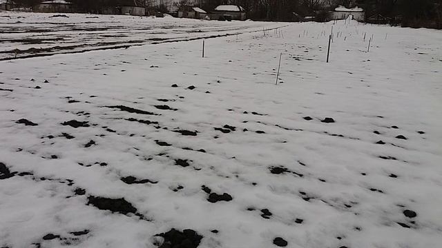 Определяем сроки внесения азотных удобрений по чесноку. Результат перезимовки и всхды на 16. 02. 19 смотреть онлайн