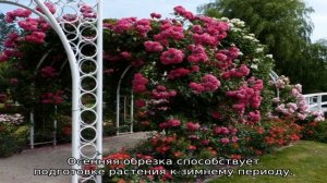 Роза Лагуна