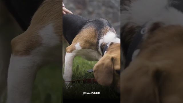 Do you want to hear a little fact about the adorable Beagle? #shortsvideo