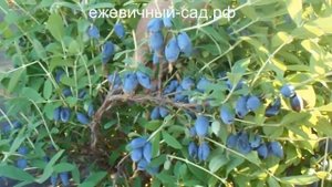 Канадская жимолость Бореал Бьюти