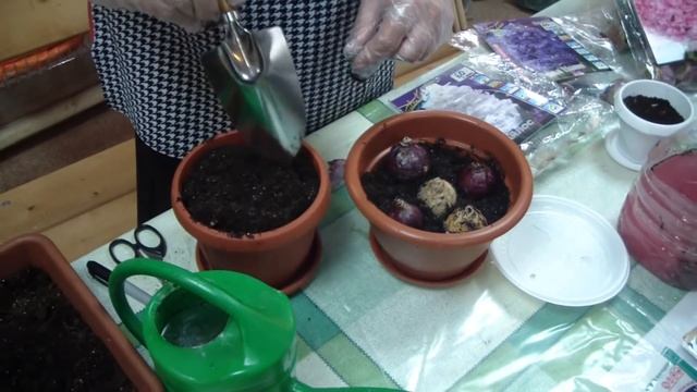 ВЫГОНКА ГИАЦИНТОВ , НАРЦИССОВ к 8 МАРТА . смотреть онлайн