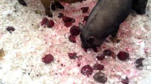 Корнеплоды в рационе вьетнамских вислобрюхих свиней и мангалицы