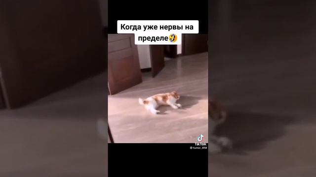 Психанул #животные #нервы #хвост #dog #ритм #такт #психанул #animals #юмор #напределе #стук #прикол смотреть онлайн