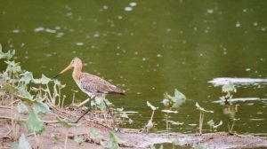 Кулик Большой Веретенник