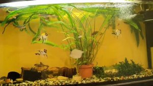 Радужница трёх полосая кормление,уход,содержание