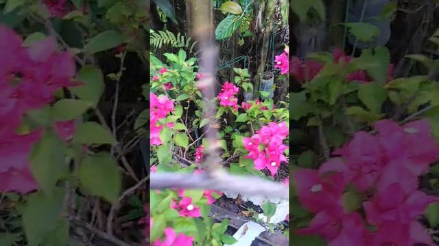 pink bougainvillea blooming 😍👍