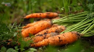 Подкормите этим морковь в августе и увидите какой обалденной она вырастет!