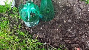 Высаживаю рассаду елок и туй в грунт /елки и туи из семечек/