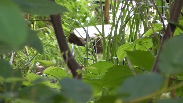 Голубь запутался в рыболовных снастях, леске. Pigeon got tangled in the fishing line смотреть онлайн