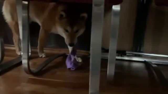 Shiba Inu 🐕Kaito is THEFT 💞Kaito 💞 has the sock 🧦🧦🤣🤣🤣 🤗 смотреть онлайн