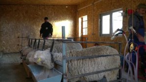 Сельхозпредприятие в Казбековском районе активно развивает молочное направление в овцеводстве