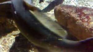 Sting ray at Rhodes aquarium in Greece