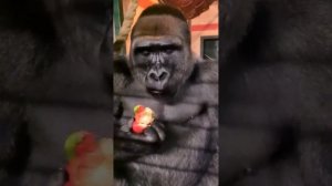 Gorilla Eating Bananas Extended Video!