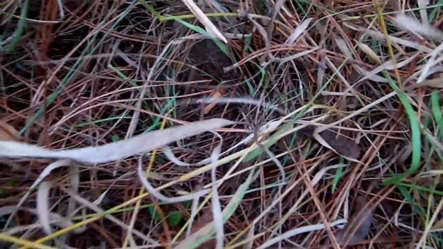 Грибы в октябре / Где искать маслята / Самые вкусные грибы смотреть онлайн