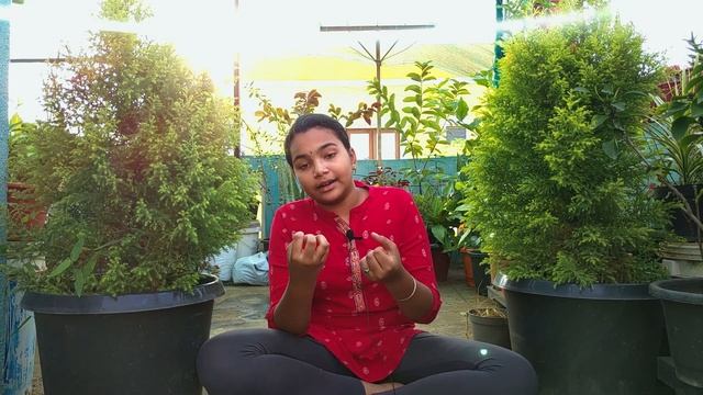 Cypress Tree/Plant - Lemon Tree - Cupressus - Care Tips - Tamil - Chennai Gaden & Decor. смотреть онлайн