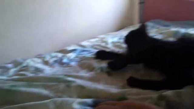 Поведение кота