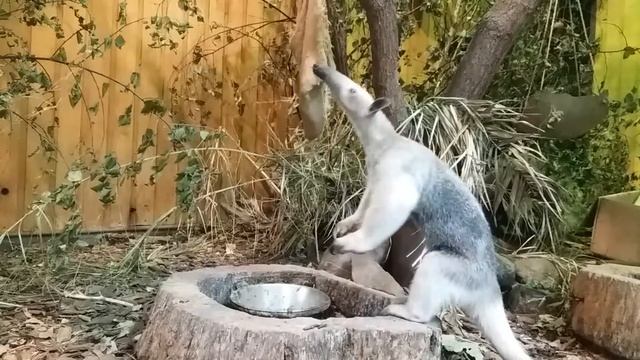 Тамандуа Четырёхпалый муравьед смотреть онлайн