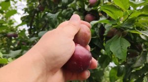 Диплоидная слива Санта Роза  (Santa Rosa) persikovod.com 20.07.2020г