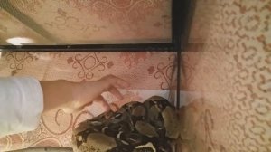 Снимаю видео про змею дома