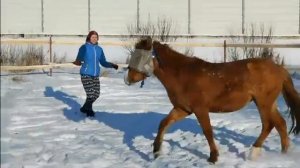 Чему можно научить жеребёнка с нуля?