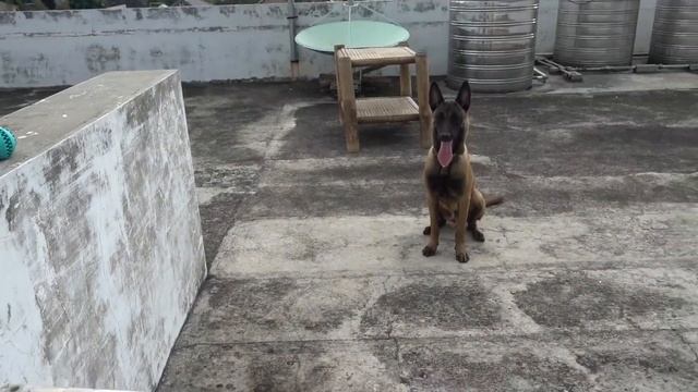 Belgian Malinois Performing 23 Tricks! | Rooftop Training смотреть онлайн
