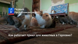 Как работает приют для животных в Горловке?