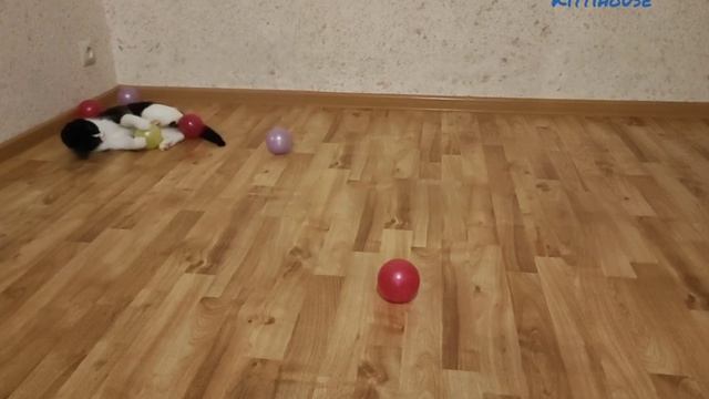 кошки и мячики , котенок не хочет умываться / cats and balls, the kitten does not want to wash. смотреть онлайн