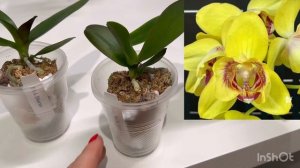 Новинки от NCK. Phal.: Abel, The Queen, Bella pink, Dharma.