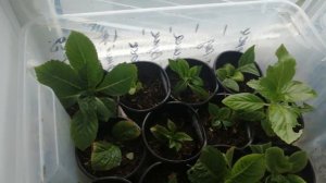 Как, буду сохранять маленькие черенки крупнолистной гортензии.