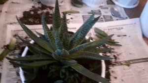 гибрид алое  и гастерии