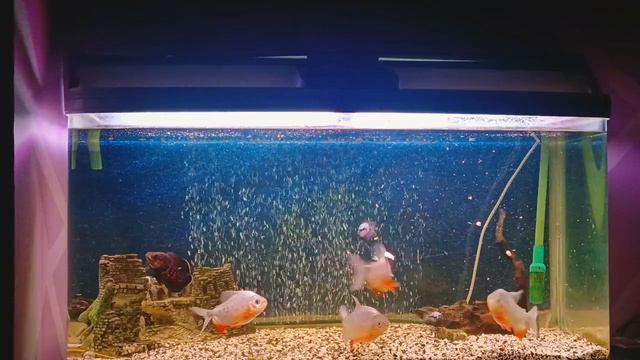 кормление астронотуса и пираньи наттерера смотреть онлайн