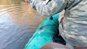 Только поставил жерлицу с живцом , тут же она сработала ! Поклевка щуки на кружок !