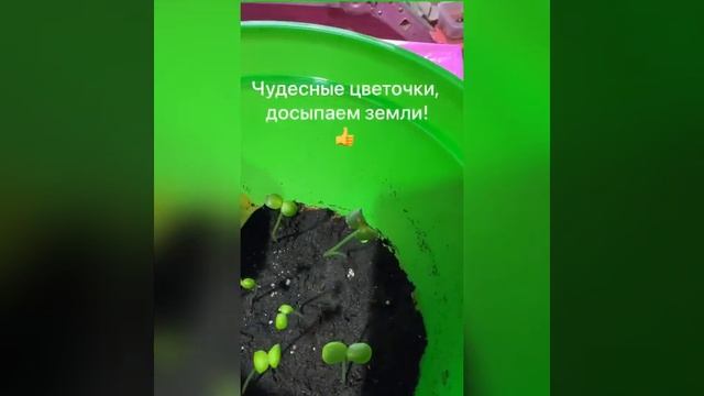 Находка для садовода-Камелия. #цветынадаче#цветыдлядома#flowers#gardening#plants#камелия#сад#дача