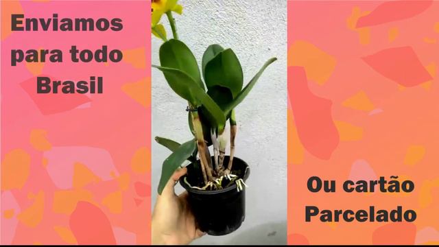 Orquídea Potinara Burana Beauty смотреть онлайн
