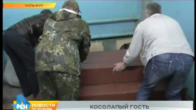 Дикий зверь в центре Усть-Кута смотреть онлайн