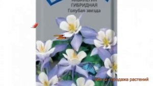 Аквилегия гибридная Голубая звезда ? обзор: как сажать, семена аквилегии Голубая звезда