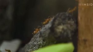 Как растет мускатный орех и в чем его ценность