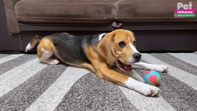 PU3041 Игрушка для собак Pet Universe трёхцветный фактурный мячик диаметр мячик 6,5 см смотреть онлайн