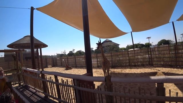 ДУБАЙ. МЕЧТЫ СБЫВАЮТСЯ! Dubai Safari Park. ОАЭ отдых 2021. смотреть онлайн
