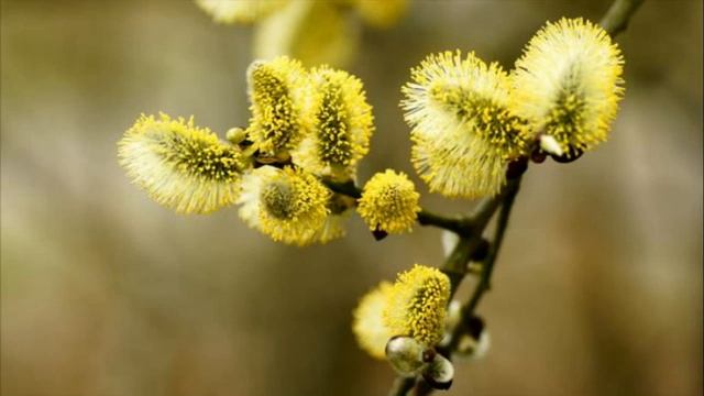 Вербное воскресенье. смотреть онлайн