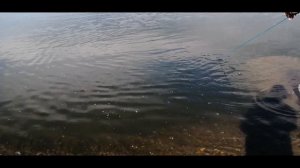 Кастинговая сеть, рыбалка на Томи,полно плотвы и окуня