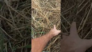 Посадили забор из павловнии на полевом участке.