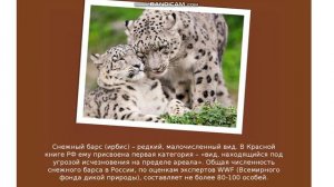 Что такое красная книга?
