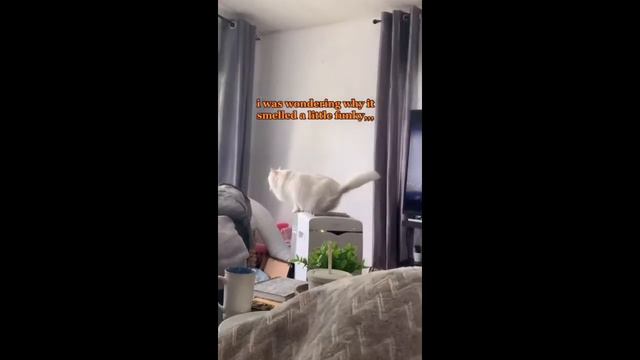 Funny Animals /СМЕШНЫЕ ЖИВОТНЫЕ/ТЕСТ НА ПСИХИКУ/ ПОПРОБУЙ НЕ ЗАСМЕЯТЬСЯ/ЛУЧШИЕ ПРИКОЛs/HappyDay смотреть онлайн