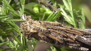 ГУСЕНИЦЫ: Canephora hirsuta (Мешочница Oдноцветная)