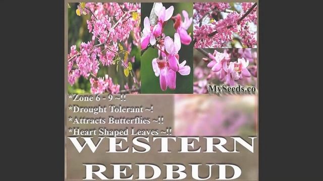 WESTERN Redbud Tree Seed - Cercis occidentalis Seeds on www.MySeeds.Co смотреть онлайн